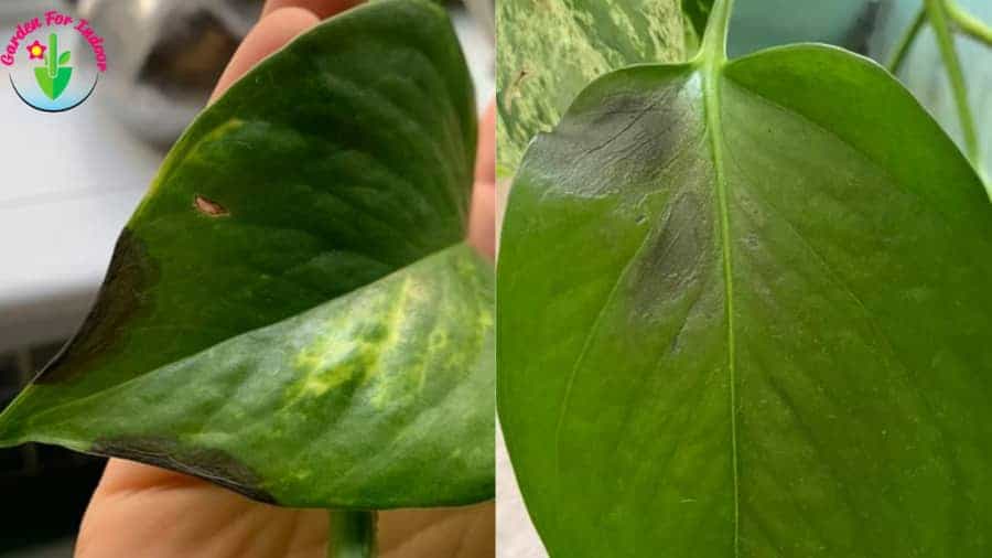 Why are my Pothos leaves turning black?  (And How To Fix It) – ISPUZZLE