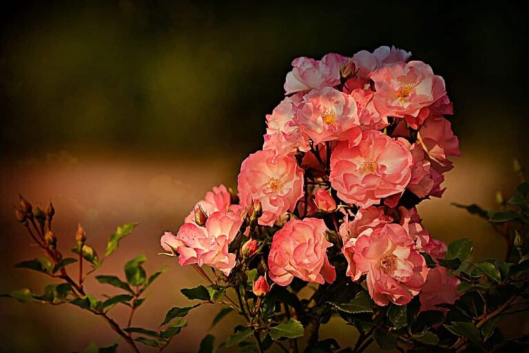 Why does my rose bush have yellow leaves?  Reasons and Solutions