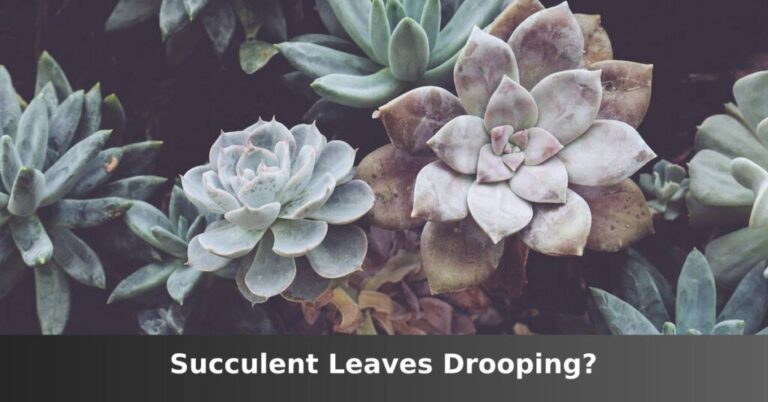 hanging succulent leaves [Common Causes And Solutions] –ISBUZZLE