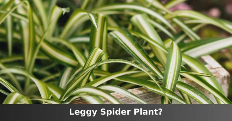 long legged spider plant [Main Causes And How To Fix] –ISBUZZLE