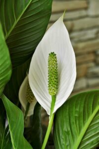 A white lily flower with a green heart