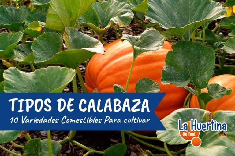 tipos de calabaza