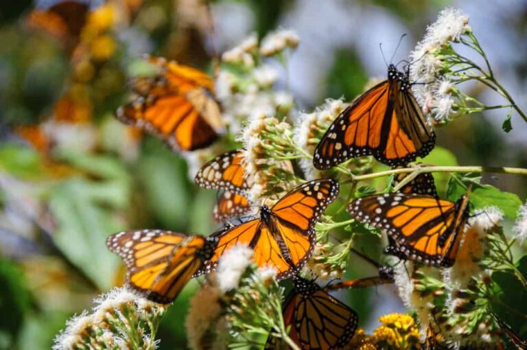 16 Plants to Turn Your Garden Into a Butterfly Paradise - ISPUZZLE
