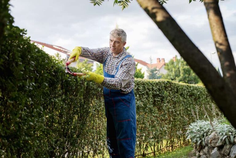 A fence made of hedges