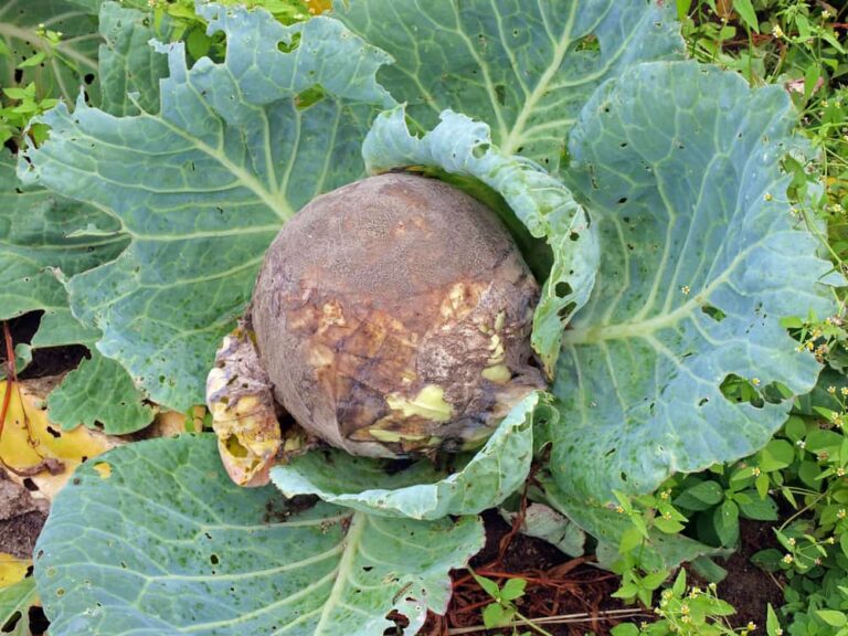 How to identify and control this fungal disease