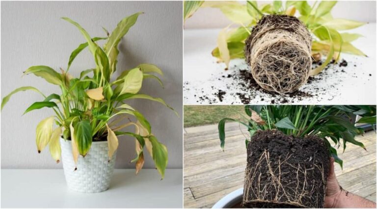 7 Reasons Your Peace Lily Leaves Are Turning Yellow and How to Fix It