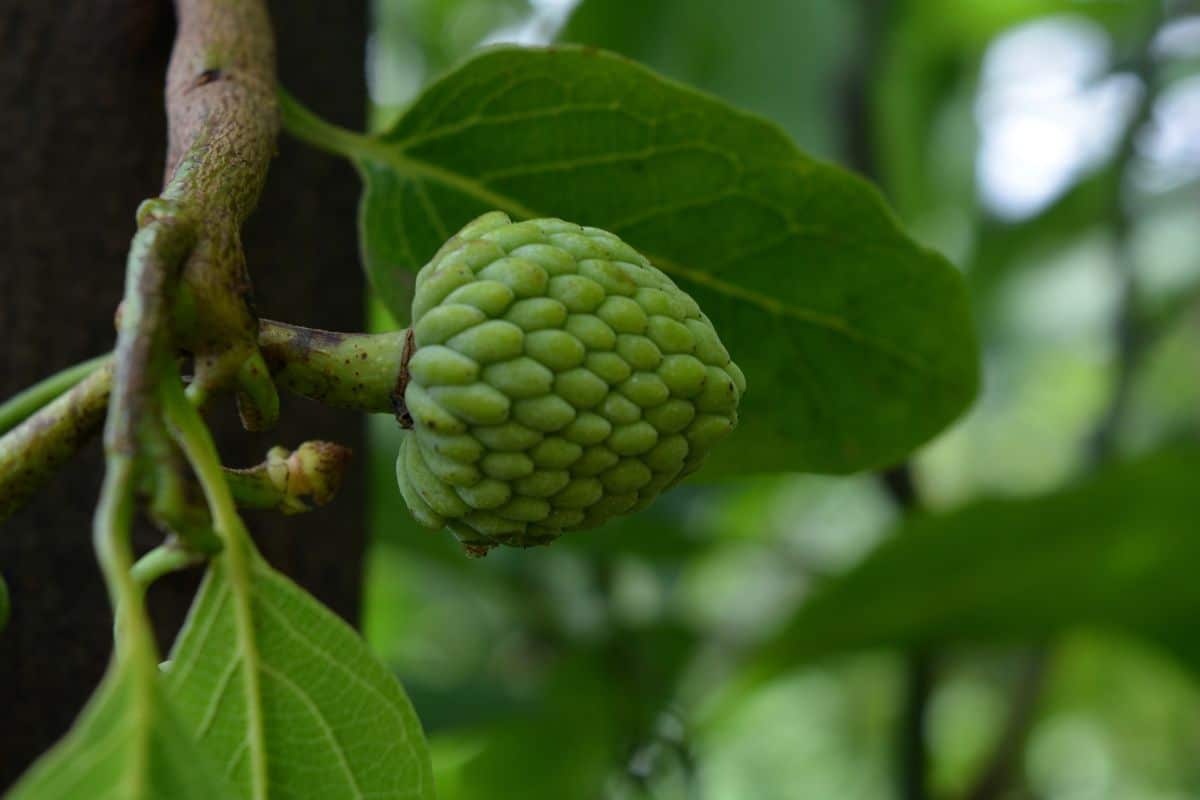 tree with growing fruits