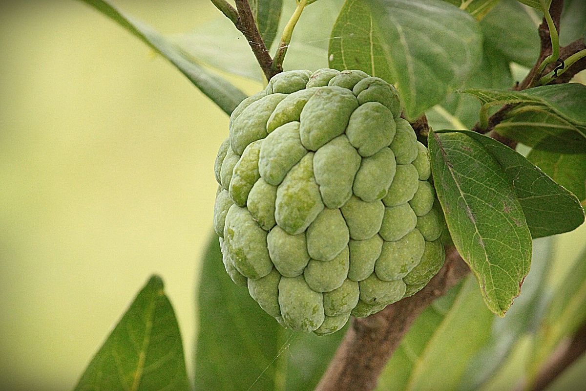 tree with fruits