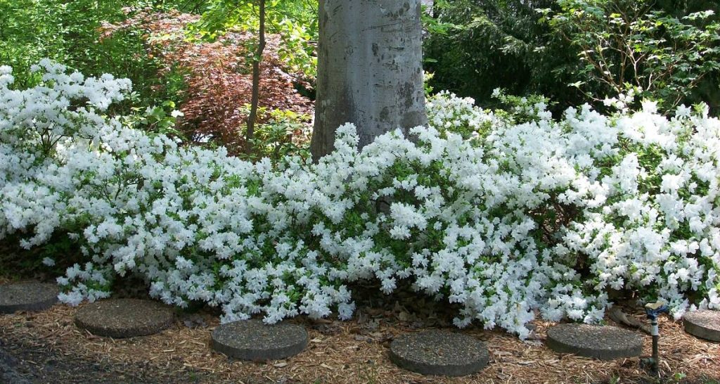 Azalea 'Delaware White'