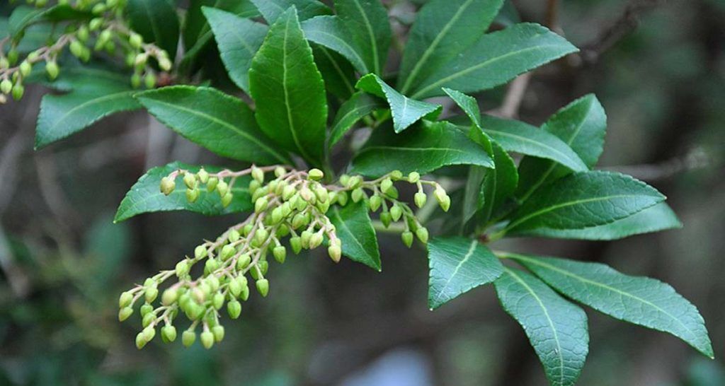 Japanese Andromeda Pieris japonica