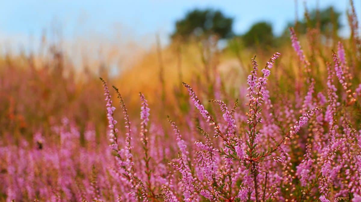 plant that keeps in winter