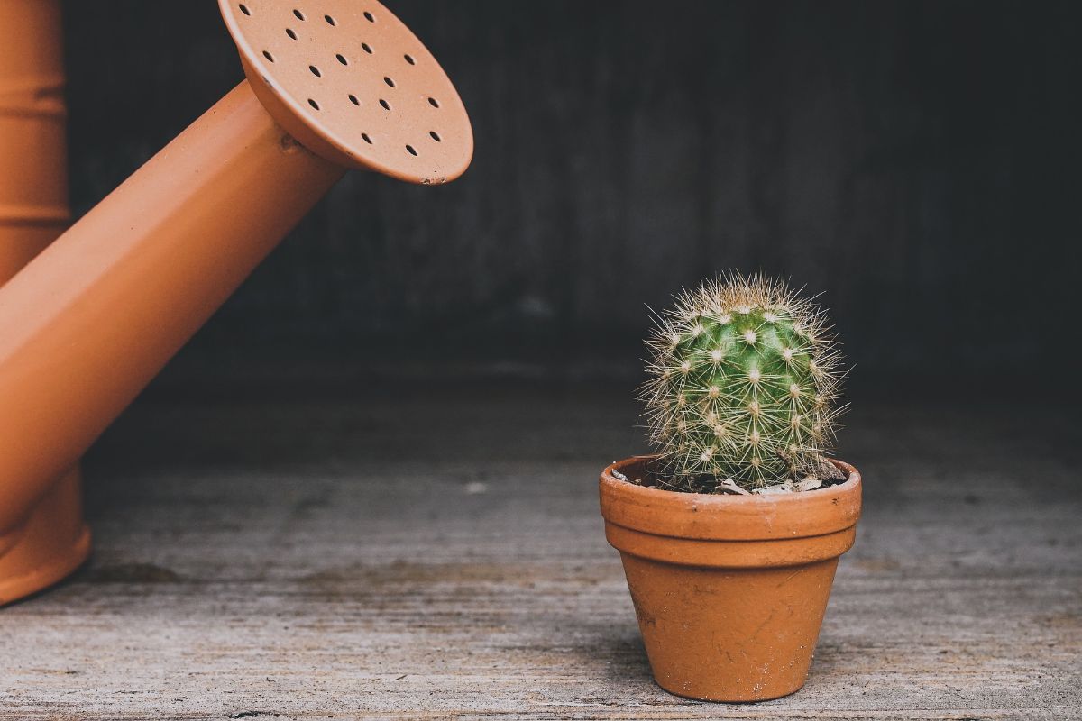 watering desert plants