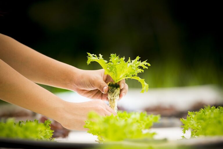es posible cultivar lechuga en interiores o en invernaderos durante todo el a&ntilde;o
