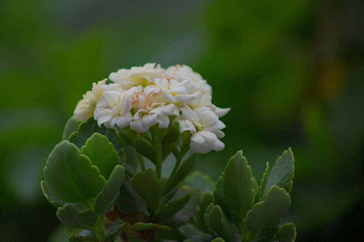 flowering succulent