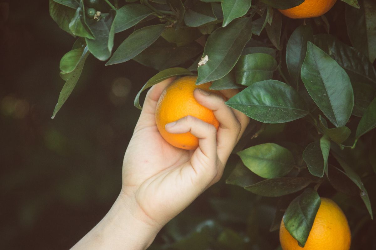 person taking an orange from the tree