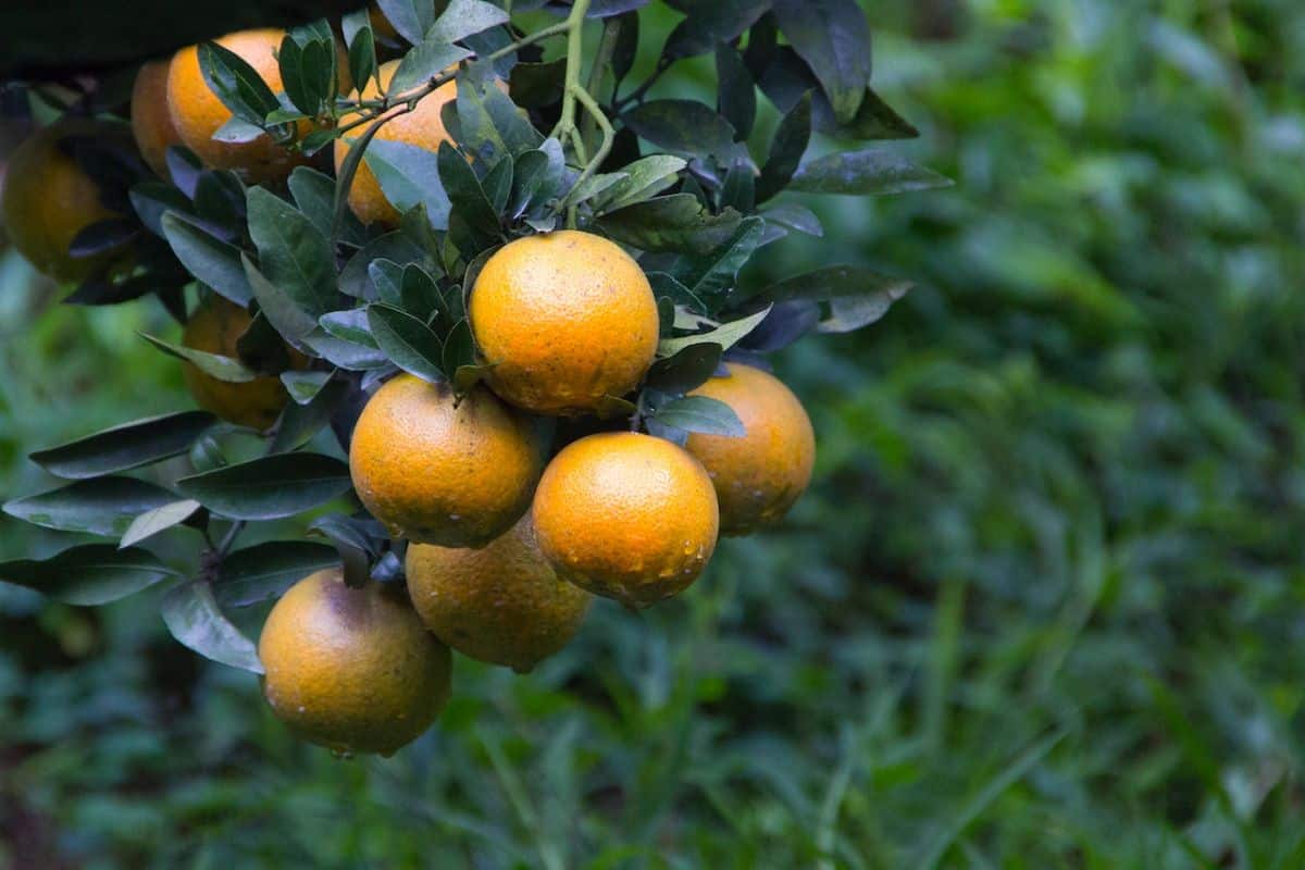 Fruit tree