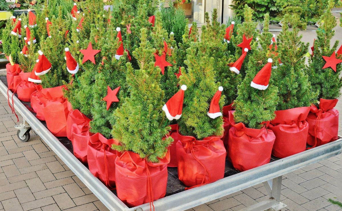 Christmas decorative plant