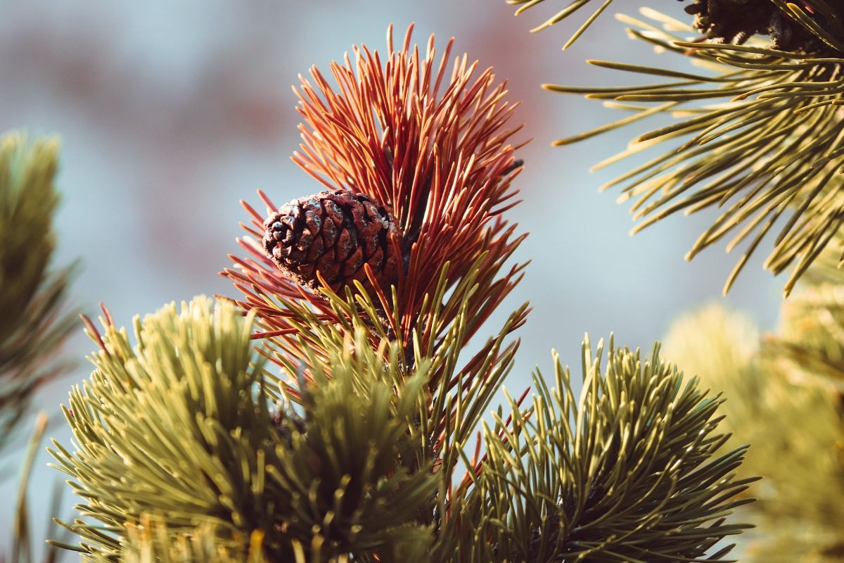 dry pine leaves
