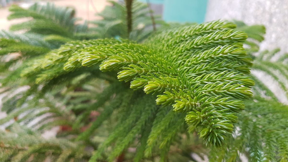 decorative plant