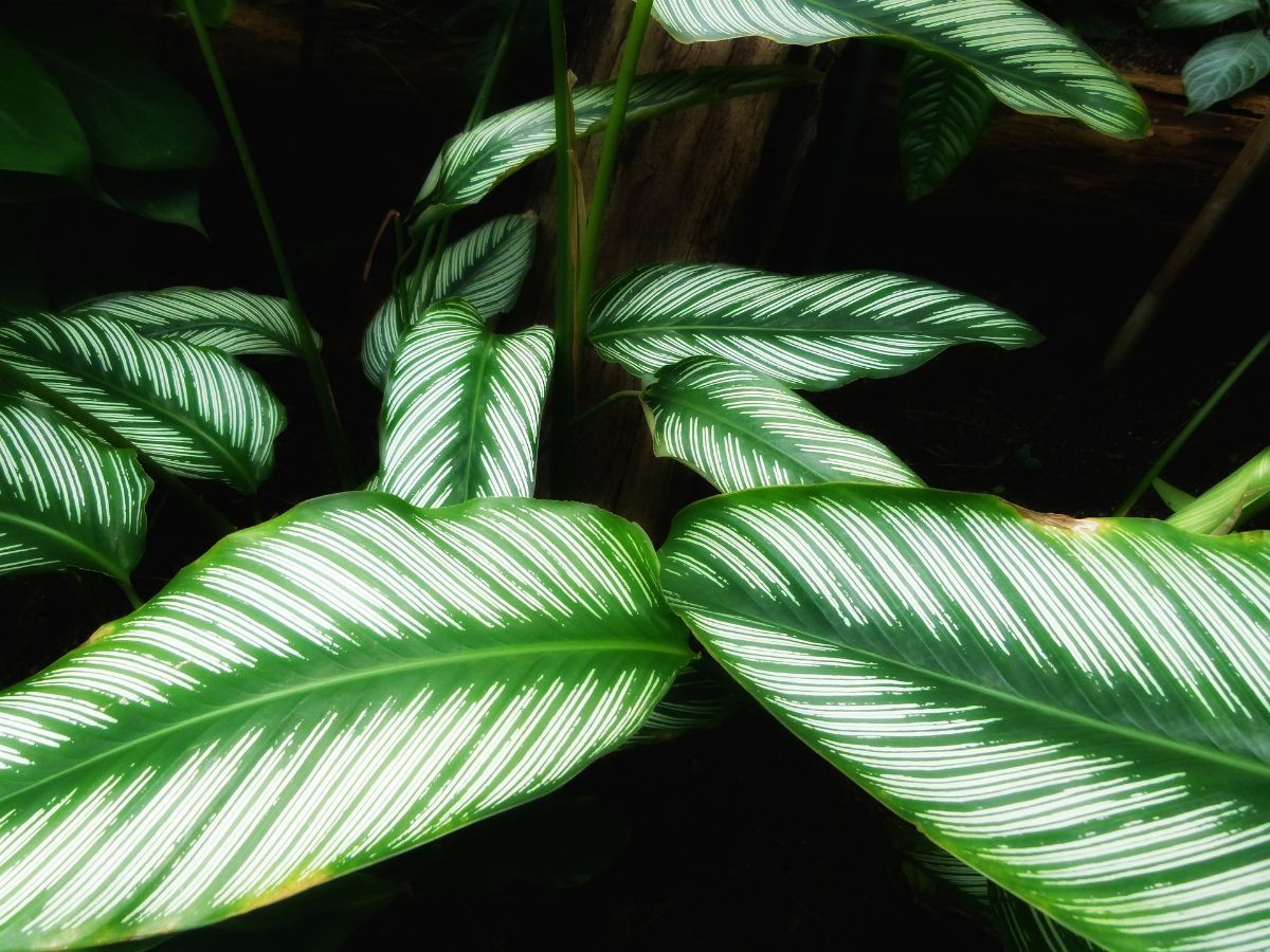 approach of the dead leaves of a plant