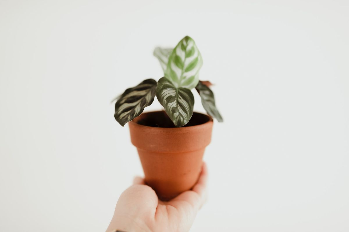 small potted plant