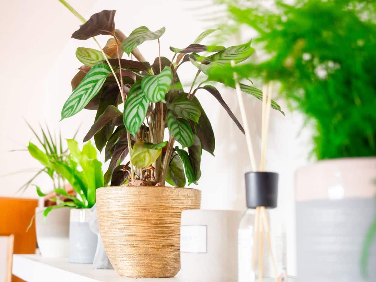 houseplant