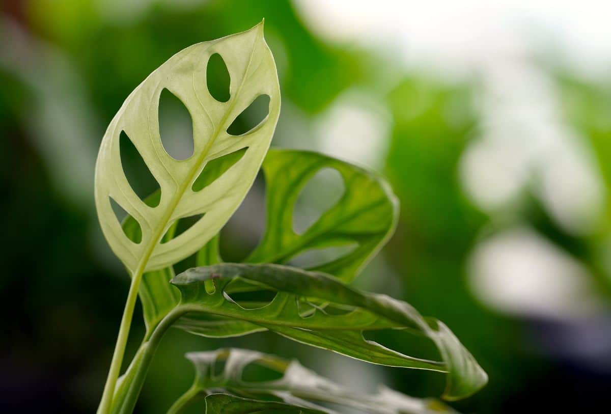 house plant