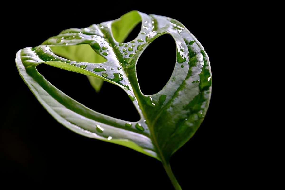 Large natural holes in plant leaves