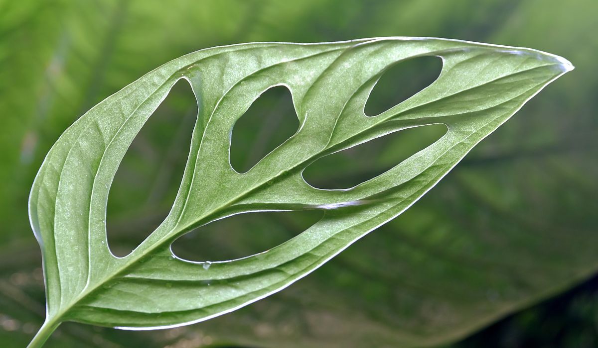 monstera leaf detail