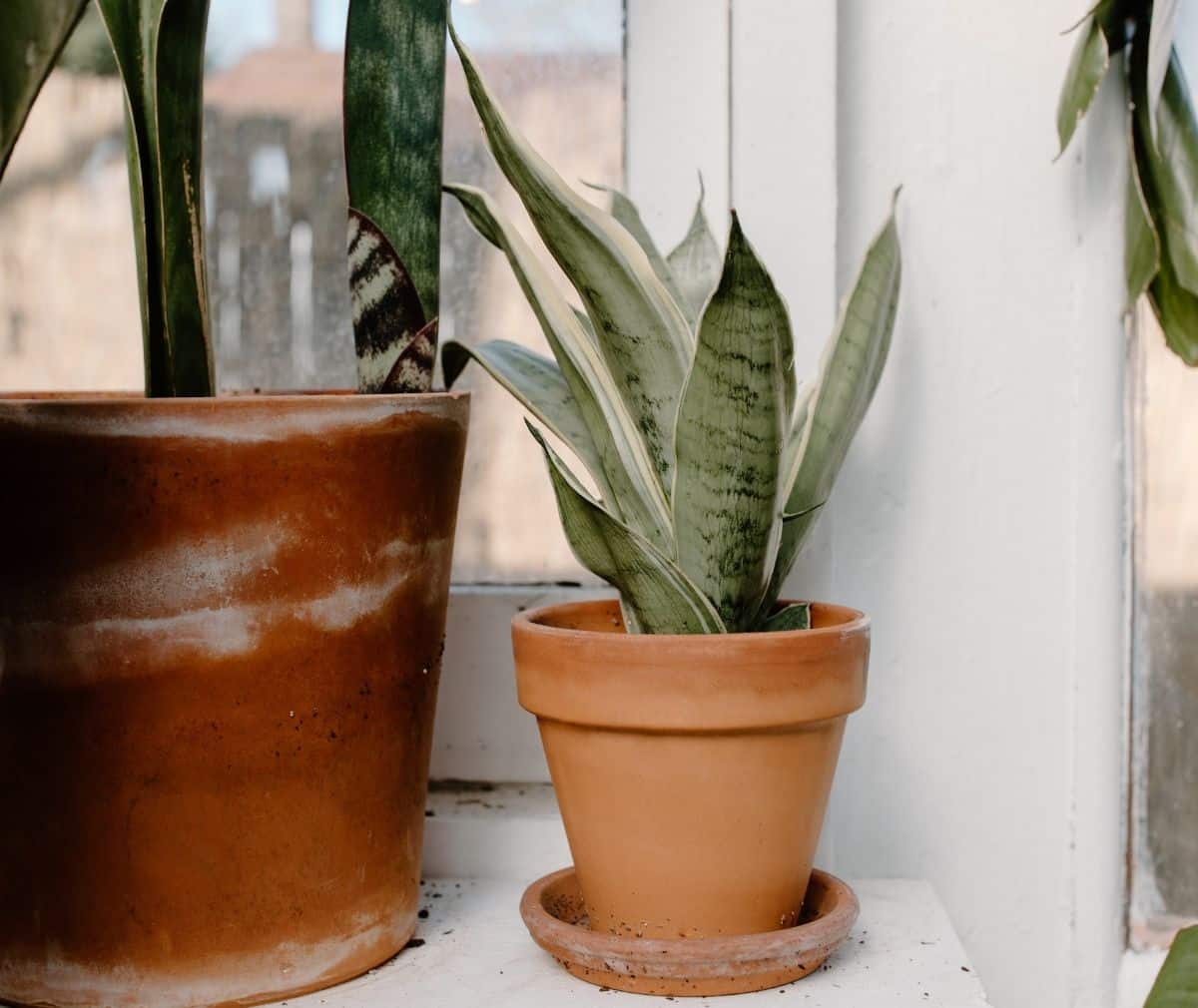 Houseplant in a clay pot
