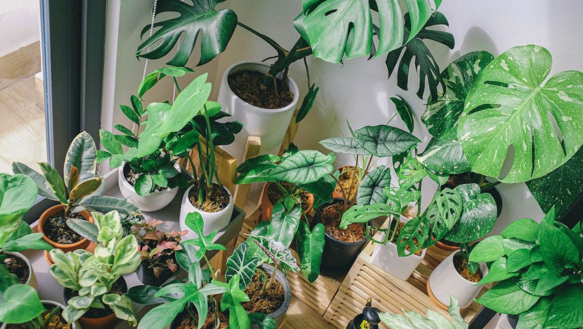 Indoor plants in the corner of the house