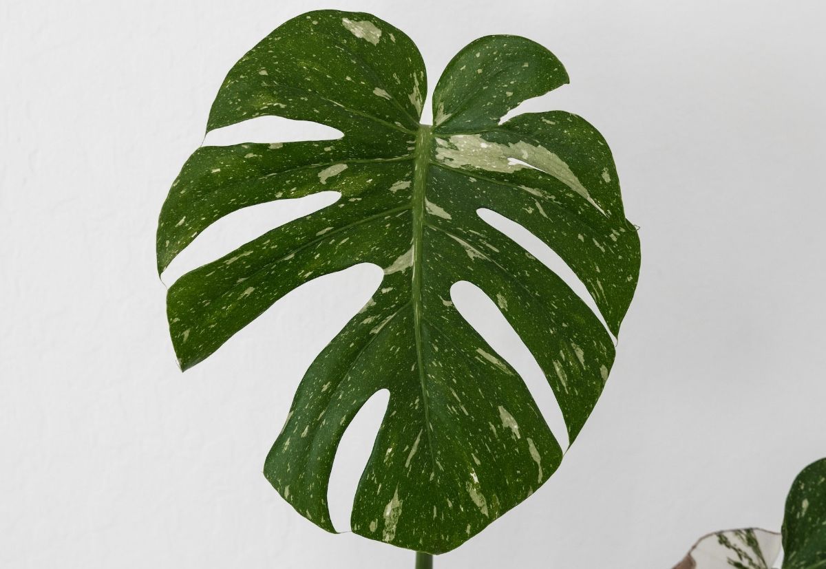 Plant leaf detail