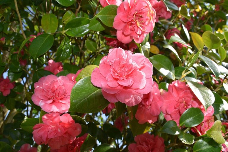 Un buen cuidado del esqueje de camelia en agua es fundamental para que la planta pueda crecer