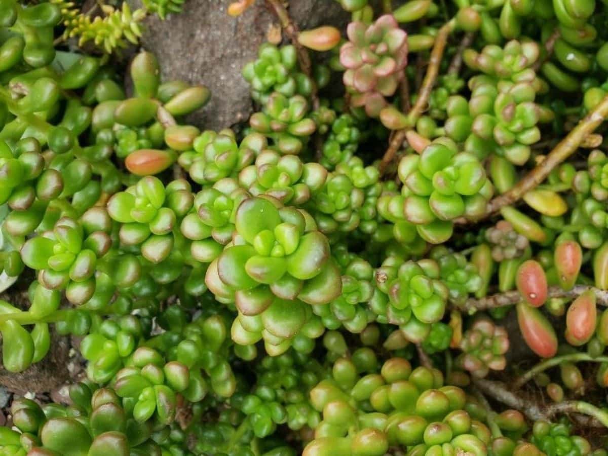 mini bush succulents