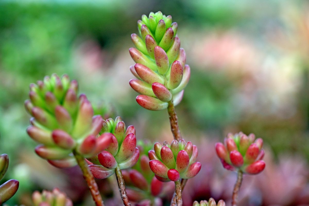 succulent bush