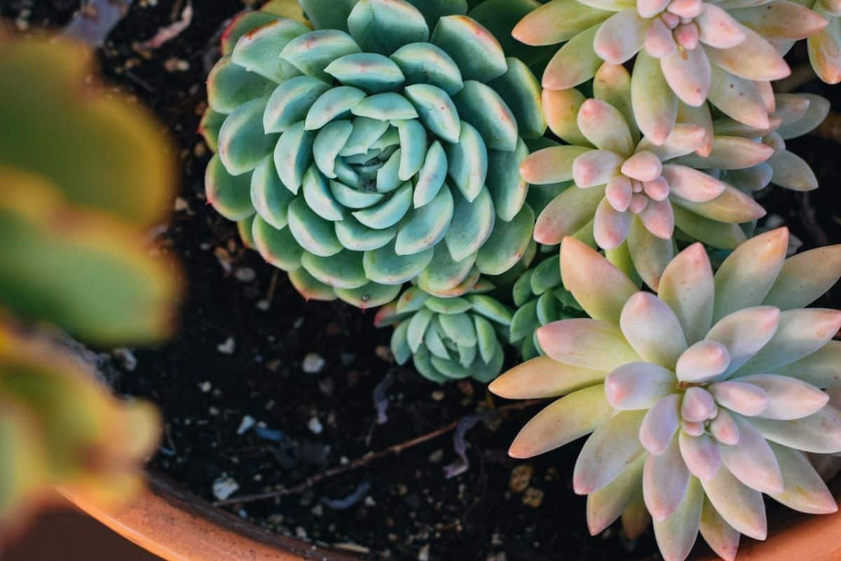 succulent