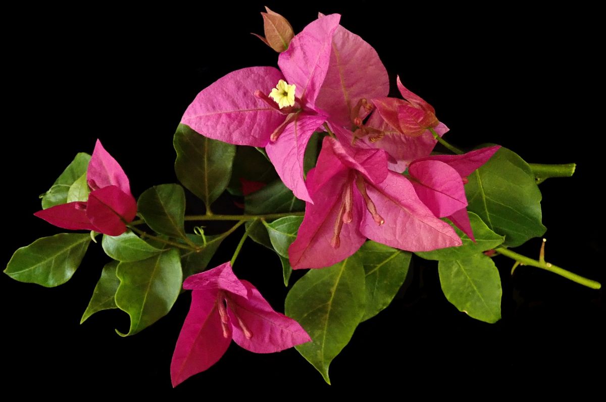 flowering plant