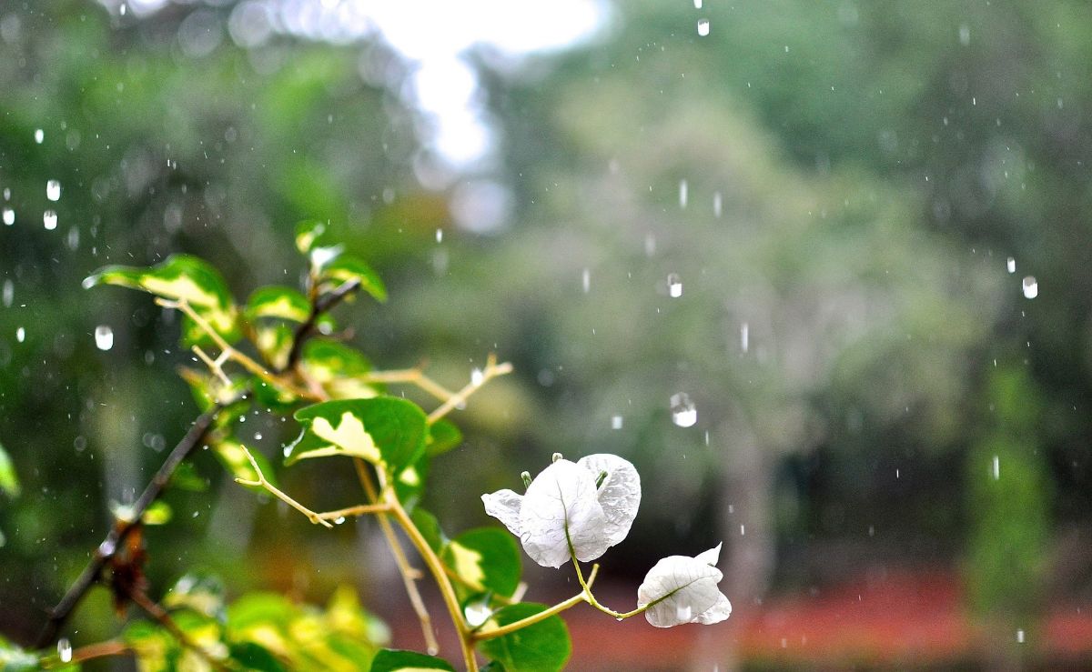water cuttings