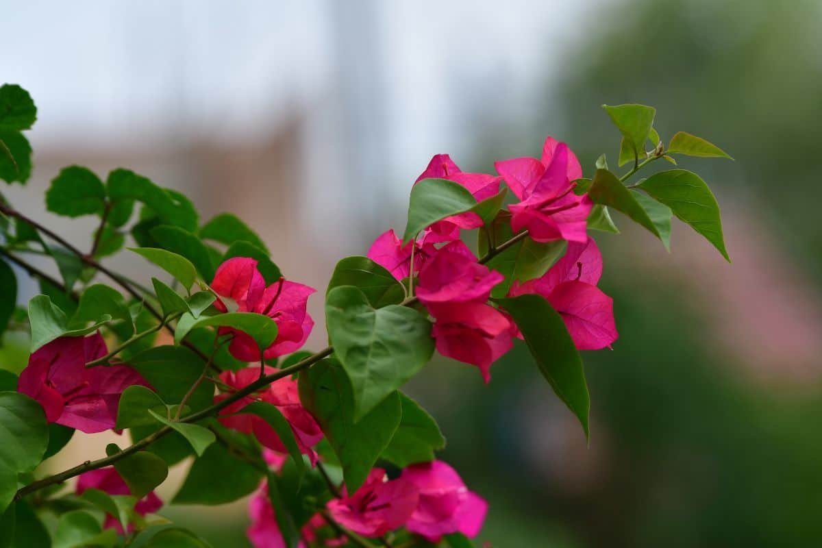 flowering plant