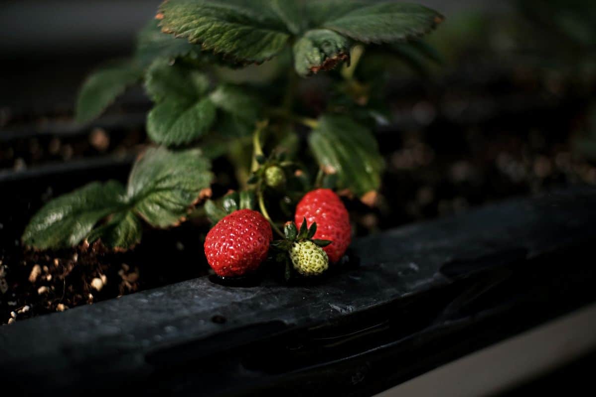fruit plant at home