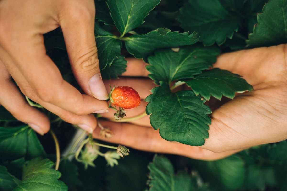 strawberry ripening