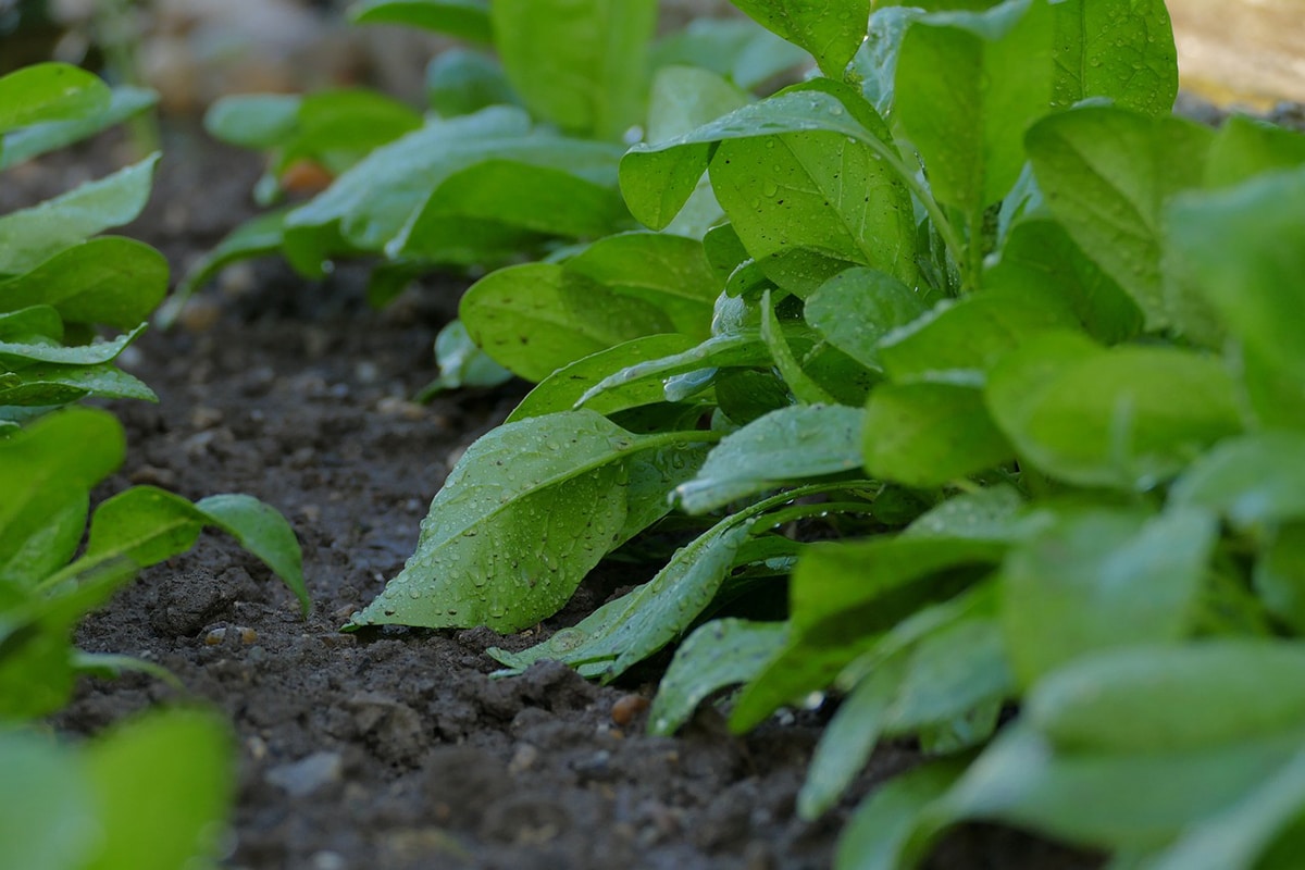 spinach normally takes 30-45 days to mature
