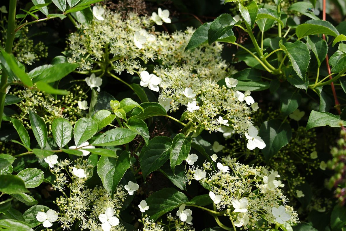 small flowers