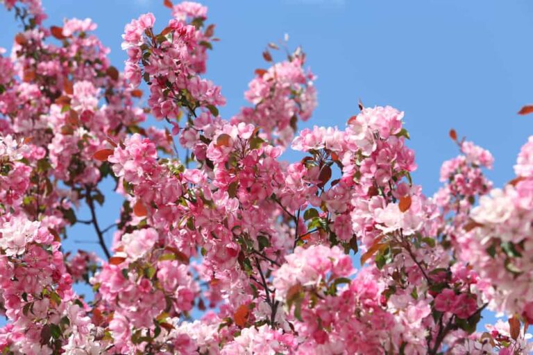 Your Essential Guide to Growing Crabapples