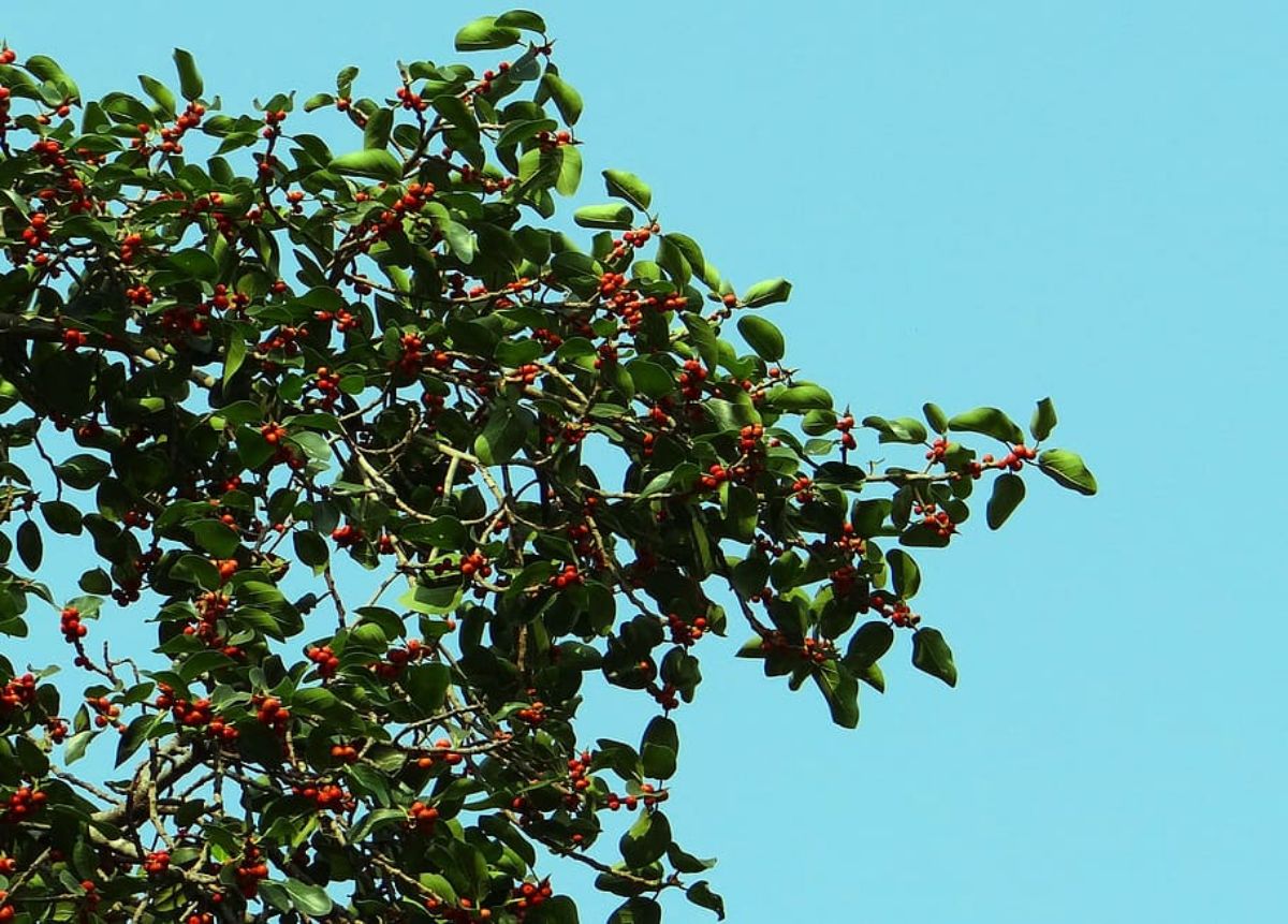 ficus