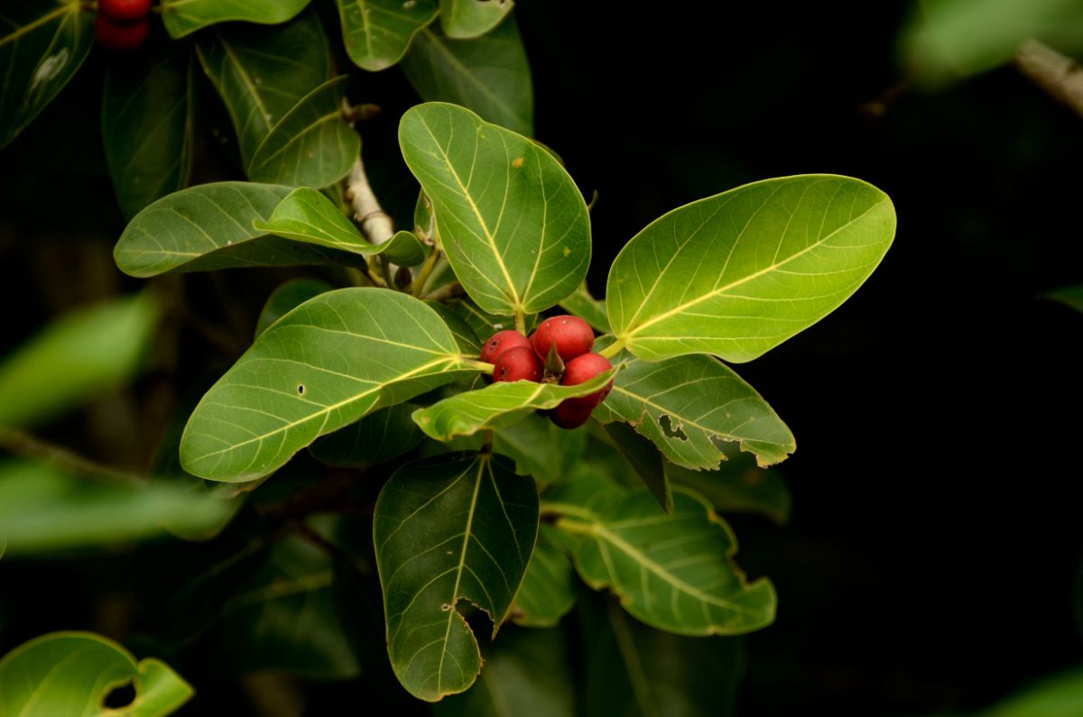 Ficus benghalensis leaves