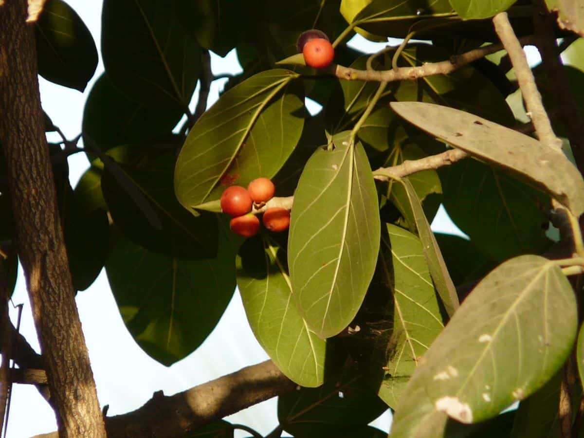tree fruit