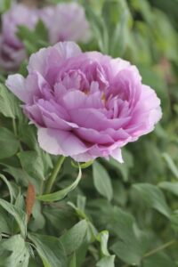 a purple rose