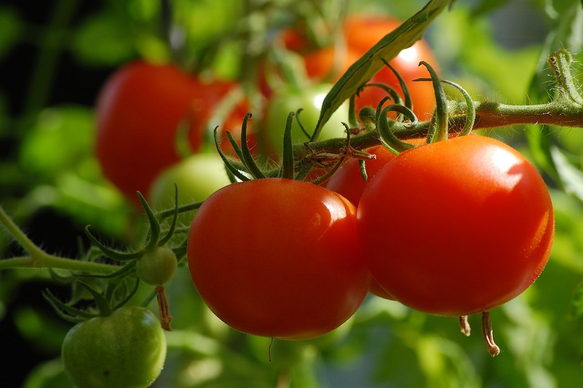 The fertilizer used to fertilize tomato plants will depend on the soil and the plant.