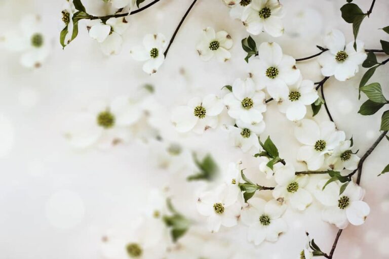 How to Grow Dogwood Trees for Beautiful Fruit and Flowers